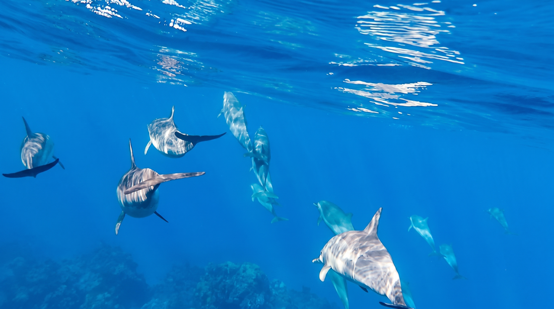 Private Speed Boat Snorkeling Trip — photo 6